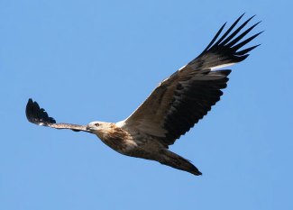 White-Bellied Sea Eagle (Haliaeetus lecogaster) juvenile